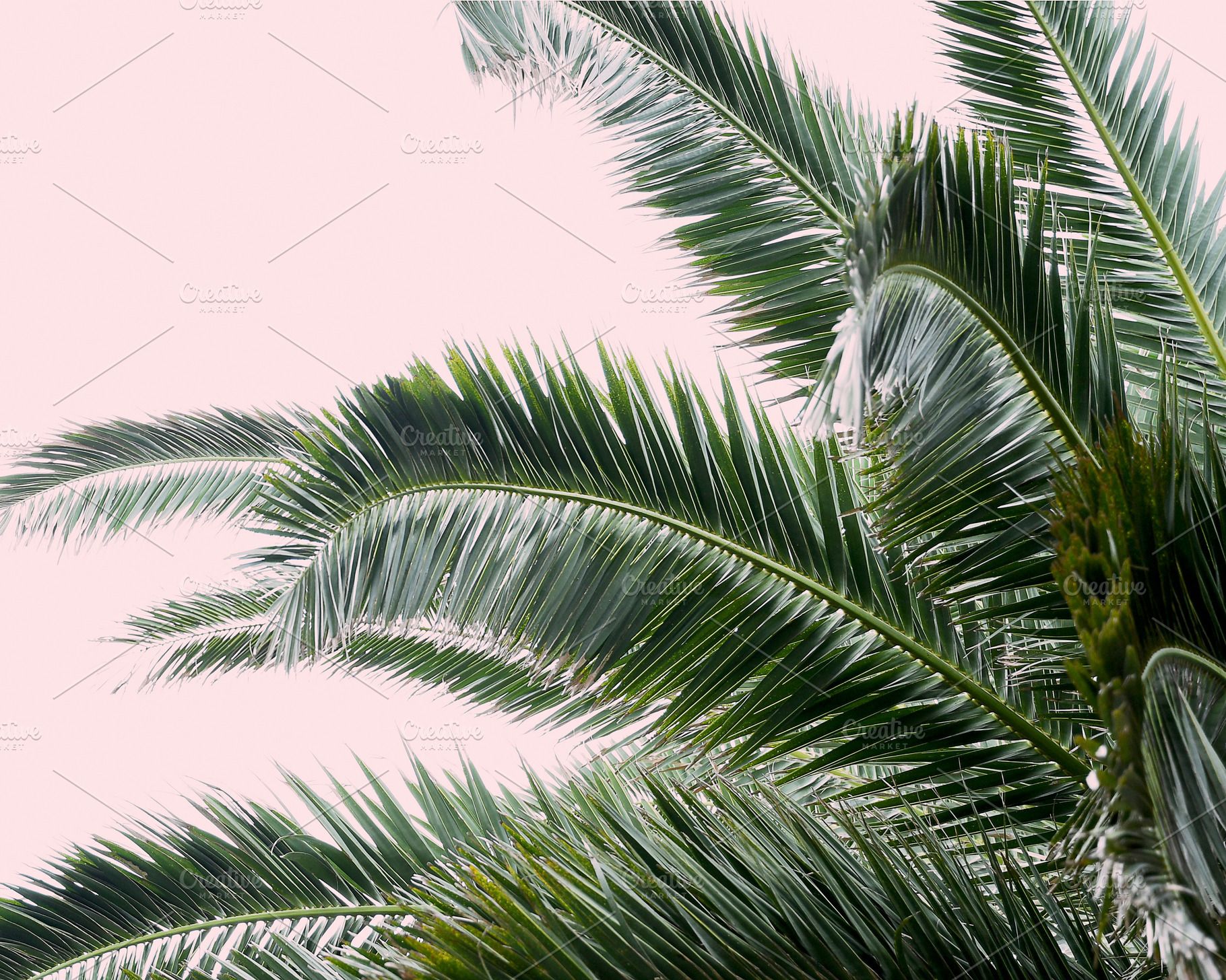 Palm Tree on Blush Pink Background, a Nature Photo by Dee Andreoli Photography