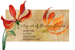 Watercolor gloriosa flowers kit.
