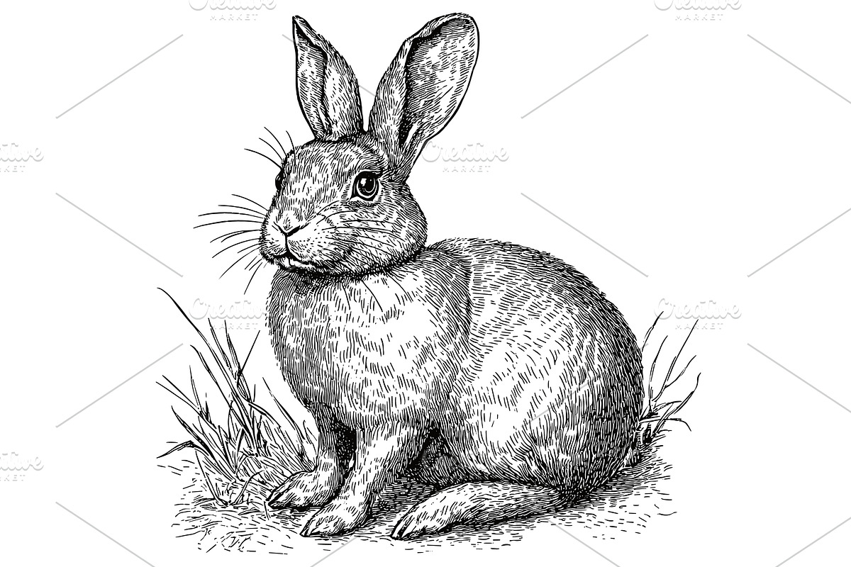 Rabbit Sitting in the Grass Detailed, an Animal Illustration by LadadikArt