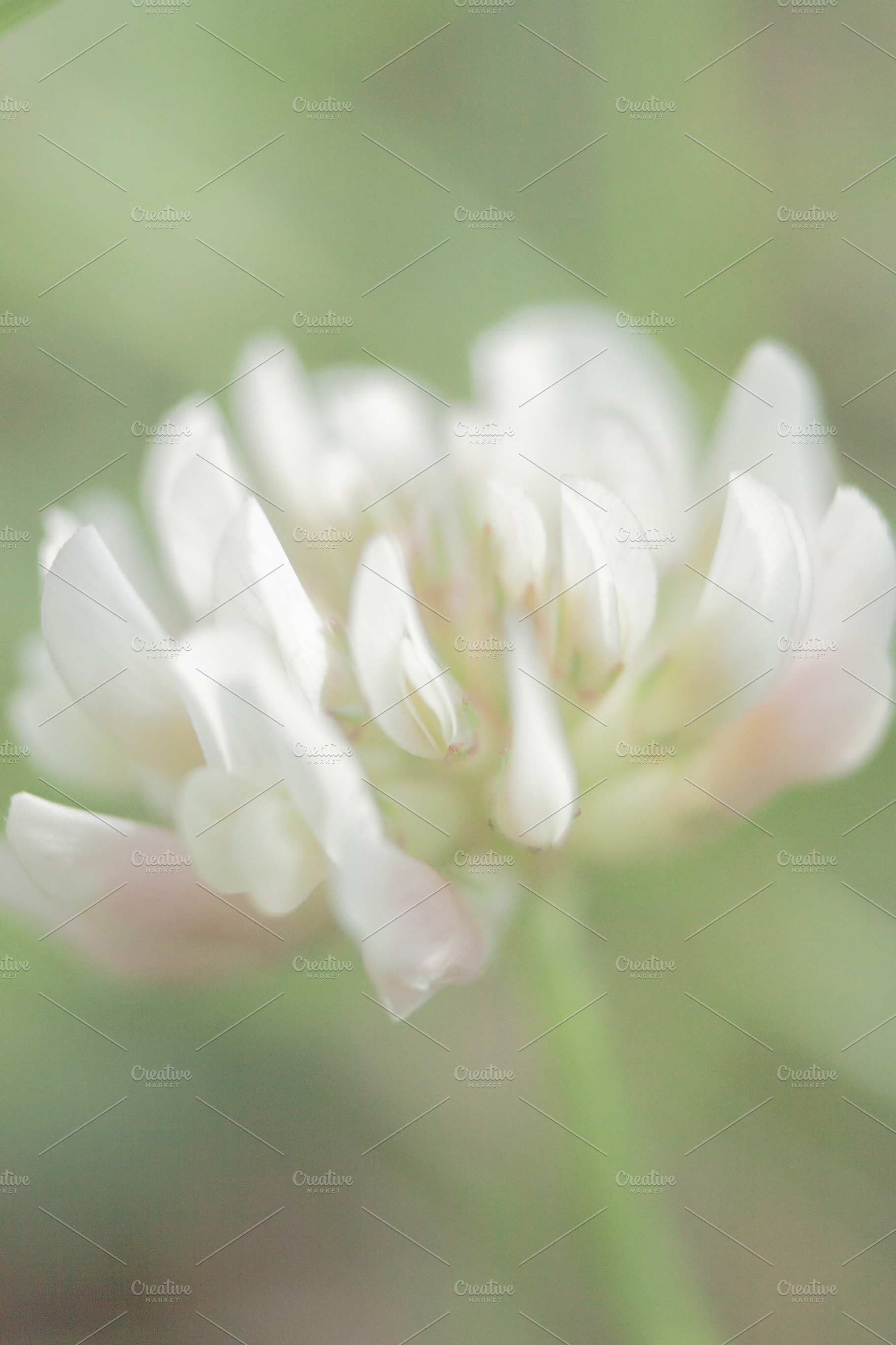 Delicate white flower featuring background, nature, and natural