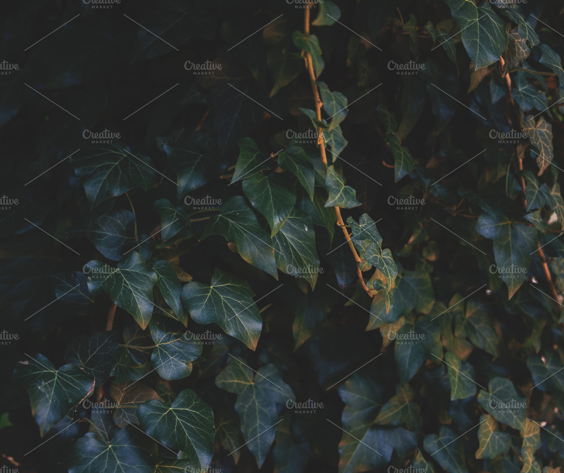Ivy on the wall stock photo containing ivy and background, a Nature Photo by HrastovaSiska