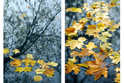 Fall backgrounds featuring colorful, color, and design, a Nature Photo by Fruits+Veggies (Thumbnail 3 of 5)