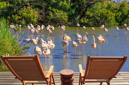The lounge chairs for rest and  birdwatching