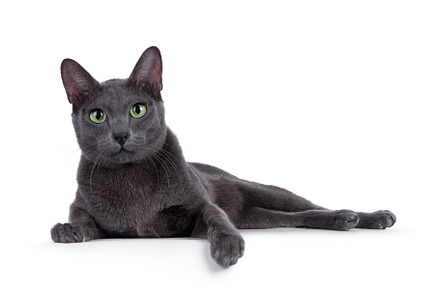 Korat cat on white background
