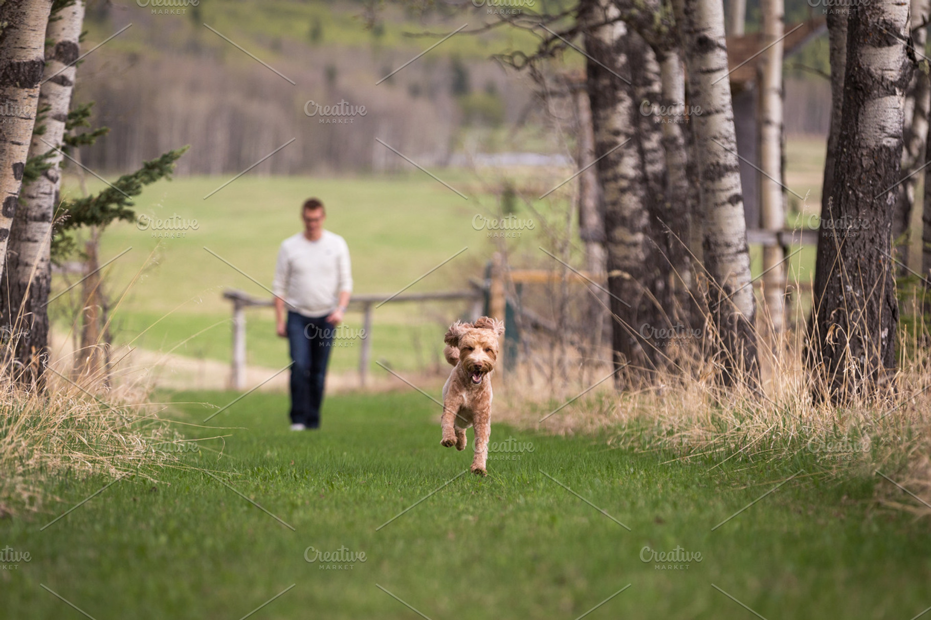 Labradoodle Running with Man, an Animal Photo by BrindleBerry Acres