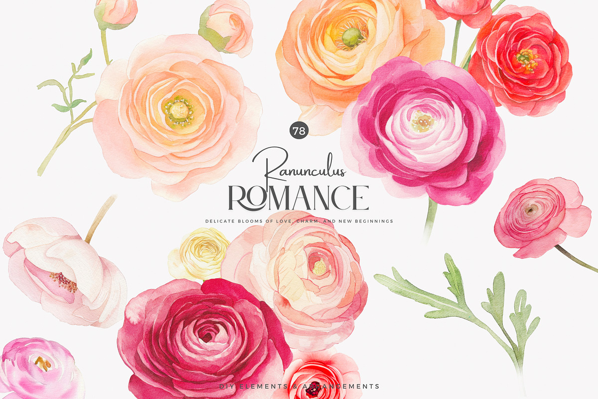 watercolor ranunculus clipart set, a Decorative Illustration by Patishop Art (Photo 1 of 10)