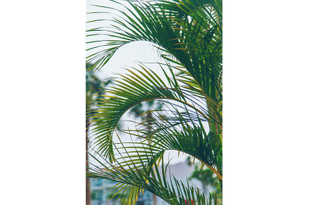 Palm leaves against the sky, a Nature Photo by yanadjana