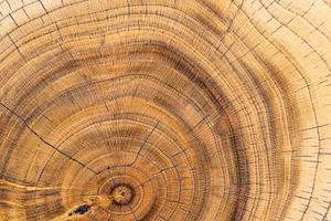a walnut trunk polished for the manufacture of interior details, processed beau, a Photo by rsoollAI