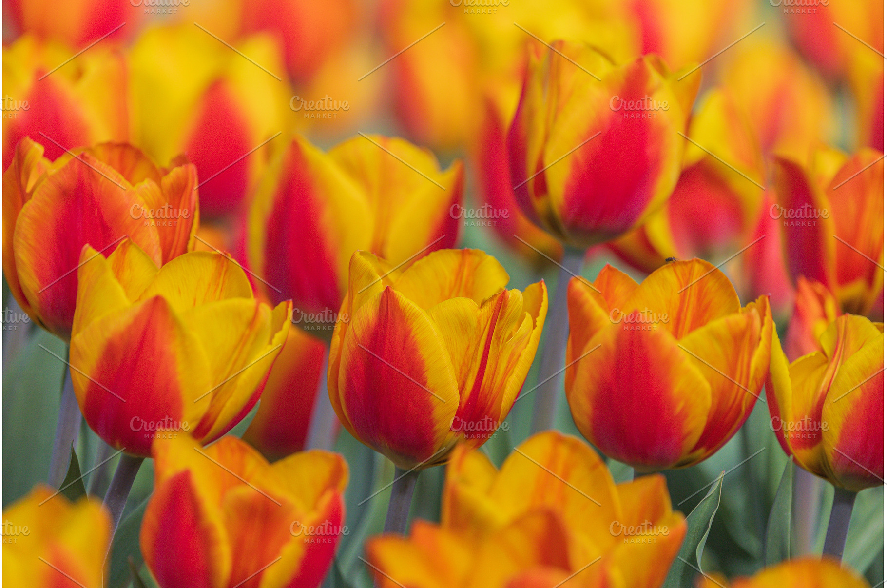 Bicolored red and yellow tulips in, a Nature Photo by Lukas Jonaitis SHOP