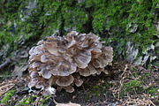 Grifola frondosa mushroom featuring hen-of-the-woods, grifola, and frondosa, a Nature Photo by Alexander62 (Thumbnail 1 of 2)