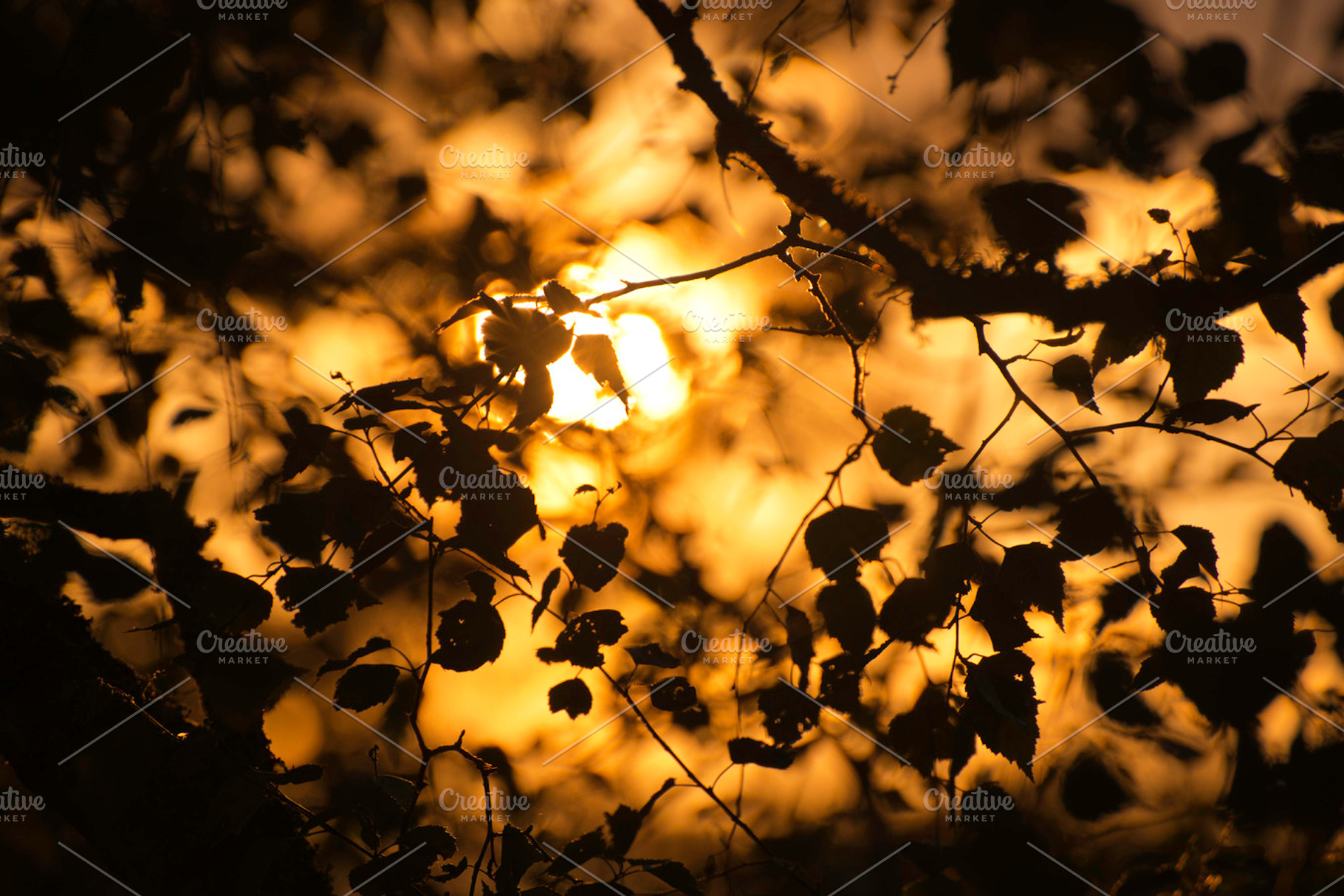 Silhouette And Sun