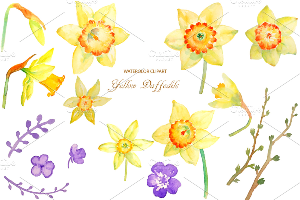 Watercolor Clipart Yellow Daffodils, an Illustration by Corner Croft (Photo 1 of 2)