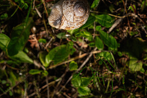 Close-up of a snail in a green natural environment with detailed shell pattern, a Photo by AS photostudio