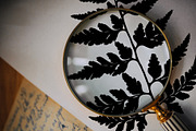 Fern and Grass Silhouettes, a Decorative Illustration by AW Studios (Thumbnail 4 of 6)