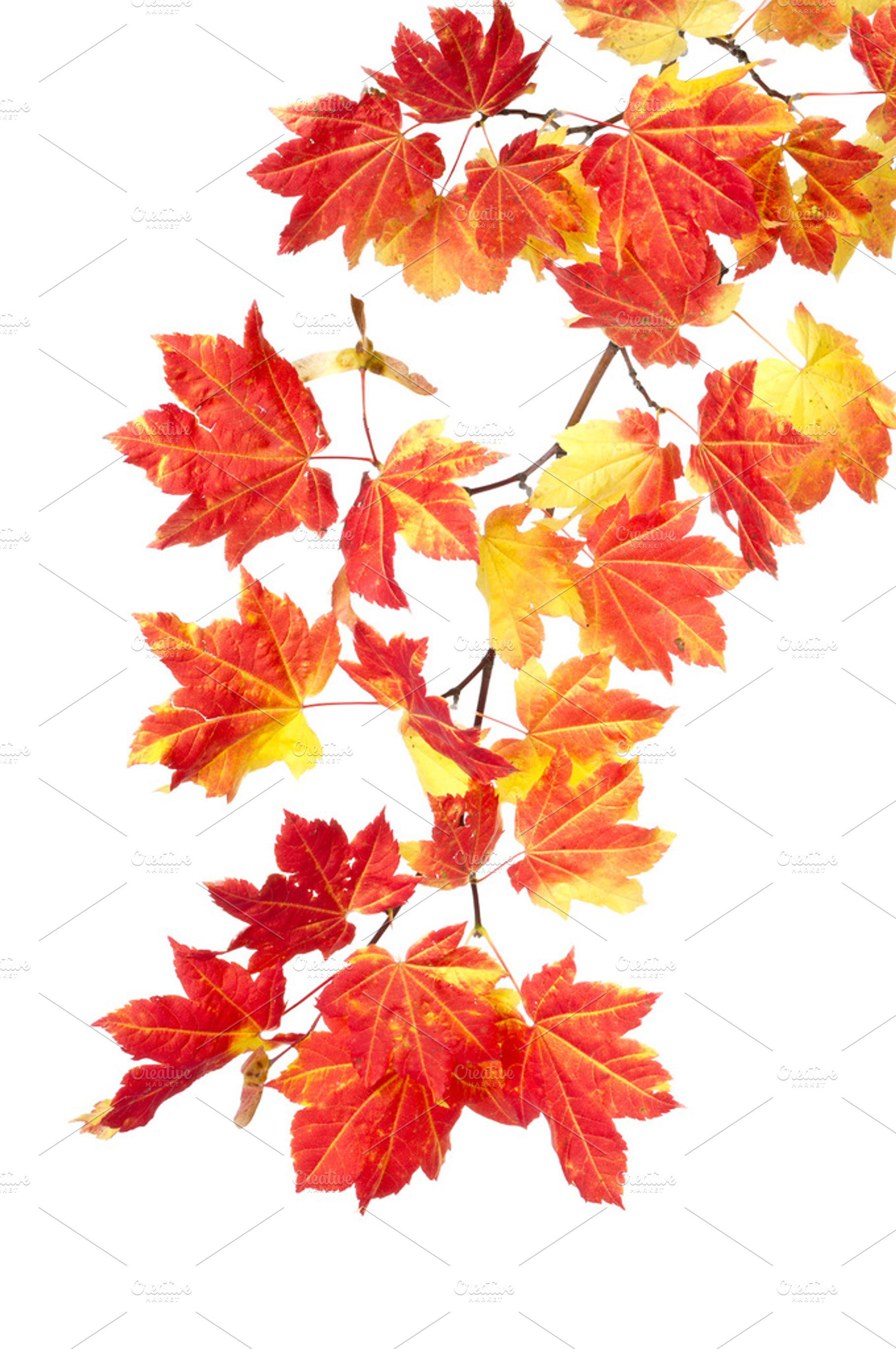 Colorful Fall Branch Of Leaves Stock Photo Containing Fall And Autumn
