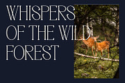 Moonlife - Serif Typeface Font, a Serif Font by Rishsketch (Thumbnail 2 of 15)