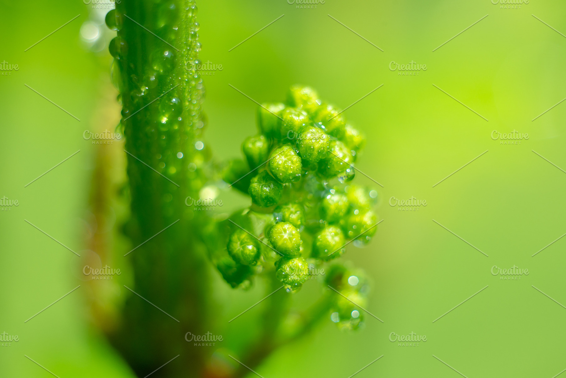 Vine grapes with water drops in spring, a Food & Drink Photo by Mark Borbely