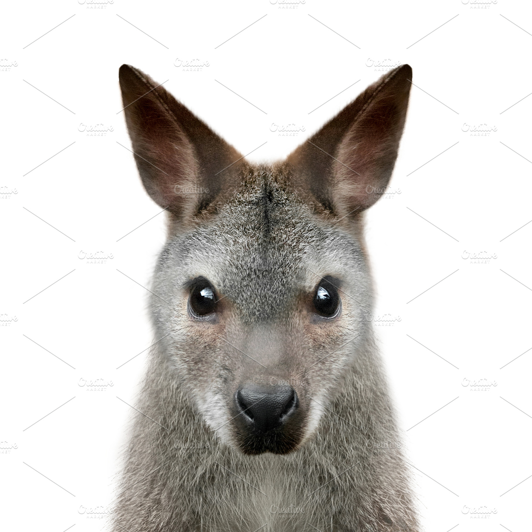 Wallaby isolated on white, an Animal Photo by Olgait