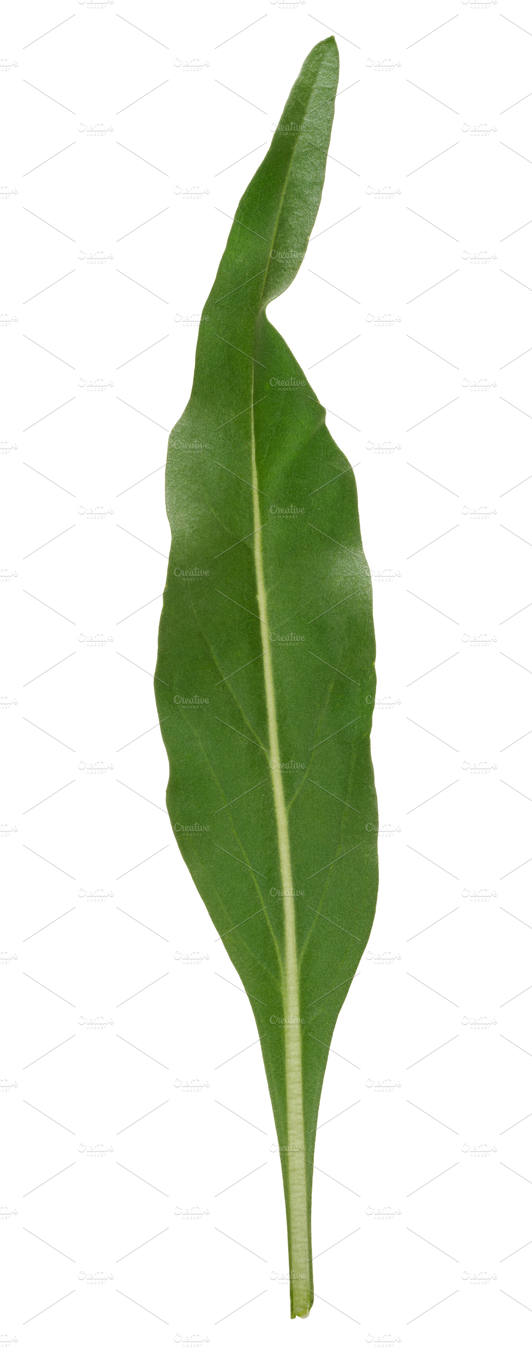 Fresh green arugula leaf with elongated shape and central vein, a Nature Photo by ndanko