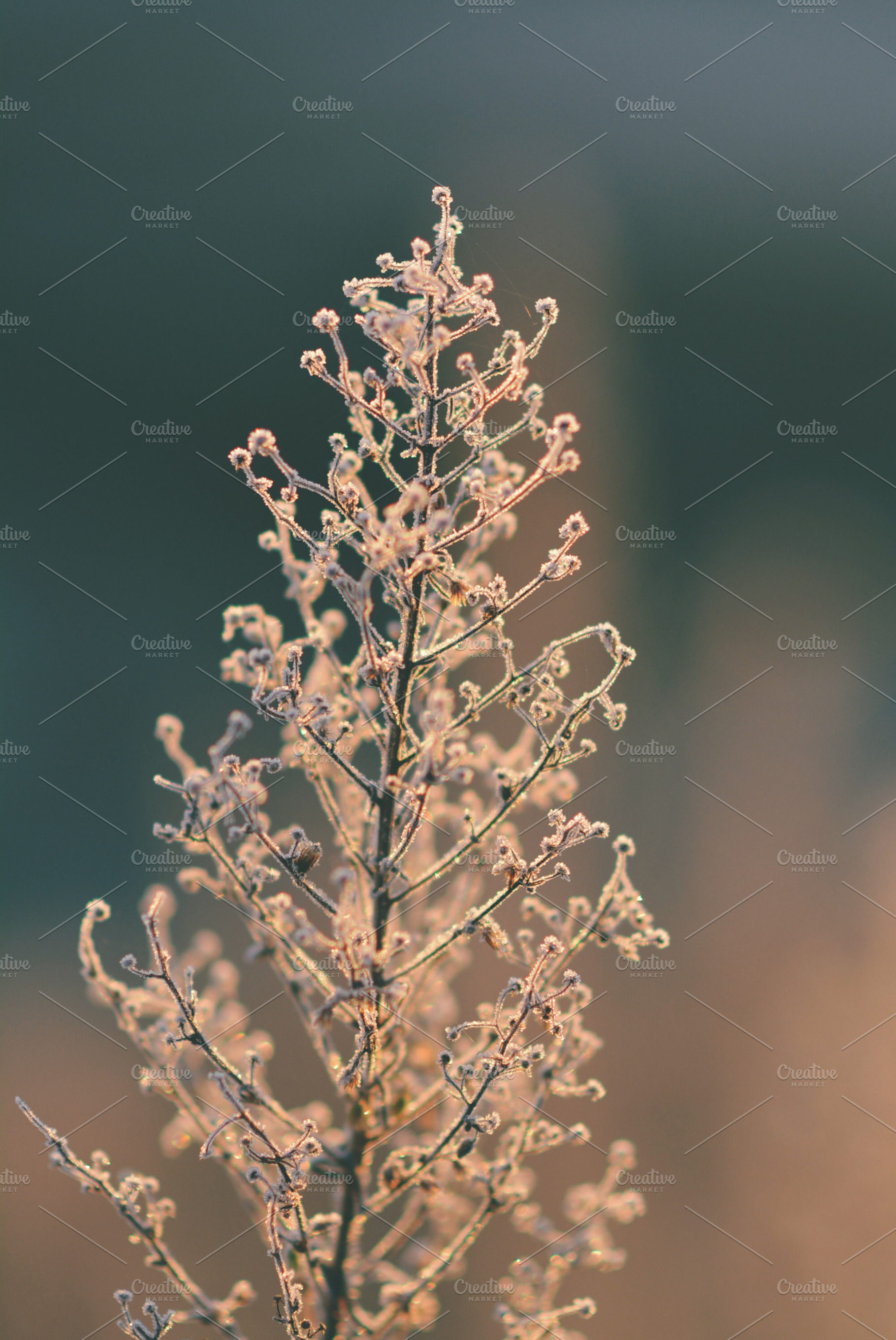 Frost On Plant Stock Photo Containing Nature And Plant