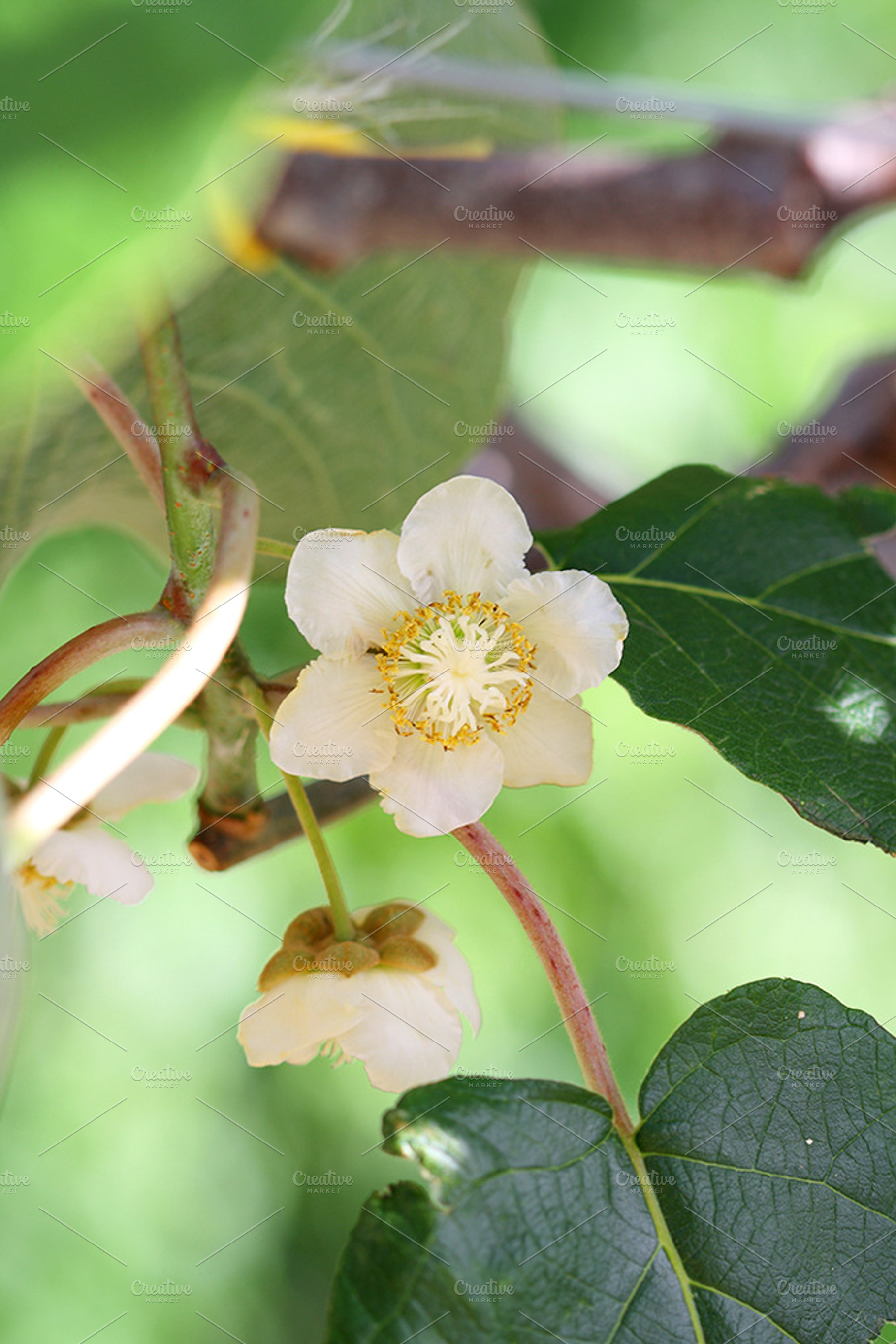 Kiwi Flowers Containing Vertical Image Kiwi Flowers And Flowers