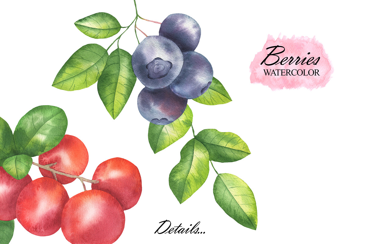 Wild Berry Watercolor Clipart, a Food Illustration by OlDm_Shop (Photo 5 of 8)