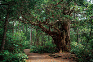 Massive western red cedar tree, a Photo by Pavel_design