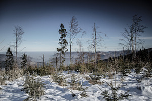 Forest stock photo containing forest and moutain