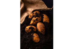 Raw young potato in the ground, a Food & Drink Photo by Yulia Furman
