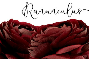 Ranunculus Floral ClipArt Realistic