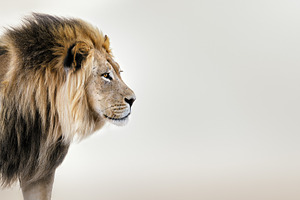 King of the beasts Panthera leo