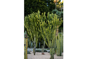 Euphorbia euphorbia ingens succulent, a Nature Photo by volodymyrshtun13795