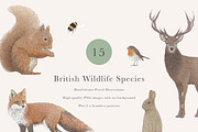 British Wildlife Species Set - PNGs, an Animal Illustration by LaurenFittonIllustration (Thumbnail 1 of 10)