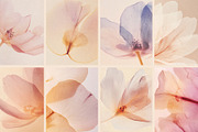 VEIL Flowers Collection, a Background Graphic by nkate (Thumbnail 7 of 13)