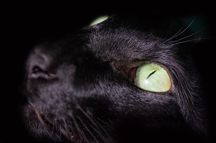 Black oriental cat green eyes