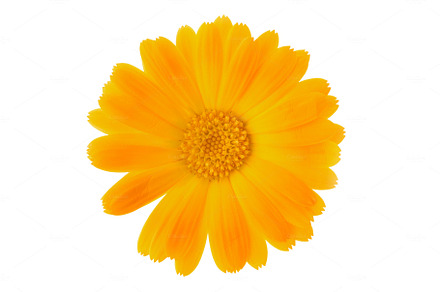 Calendula flower close up, isolated on white.