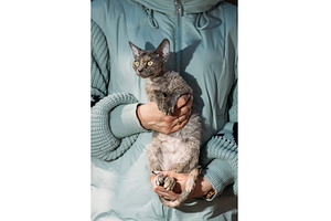 Obedient Devon Rex Cat With Brown, an Animal Photo by Our Amazing World