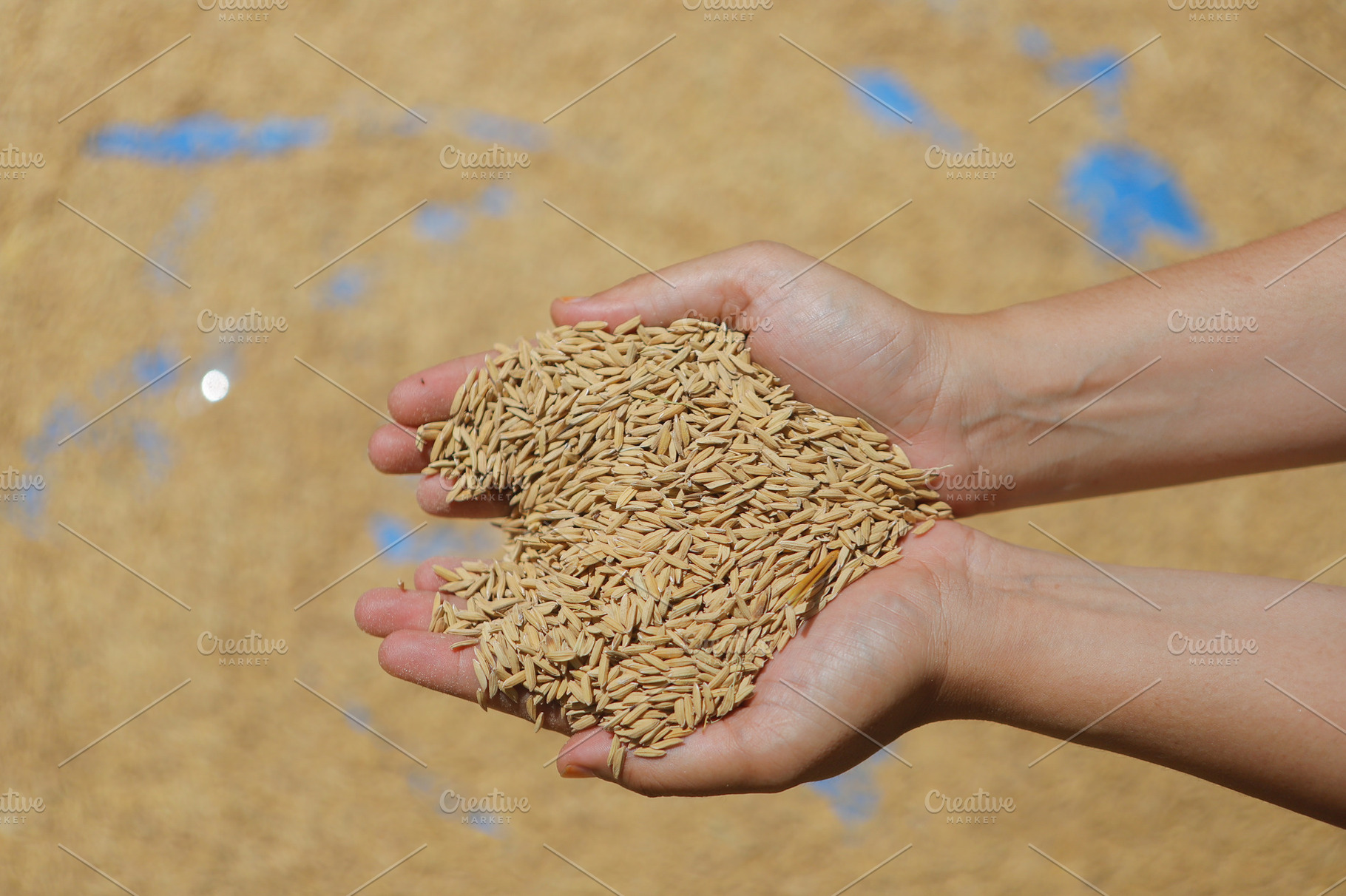 Heart-Shaped Handful of Paddy Rice, a Food & Drink Photo by bastera