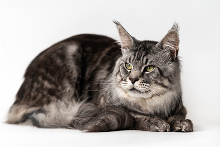 Large mackerel tabby Maine Shag Cat