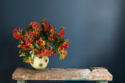 Viburnum opulus bouquet, a Wallpaper Photo by Imaginarium