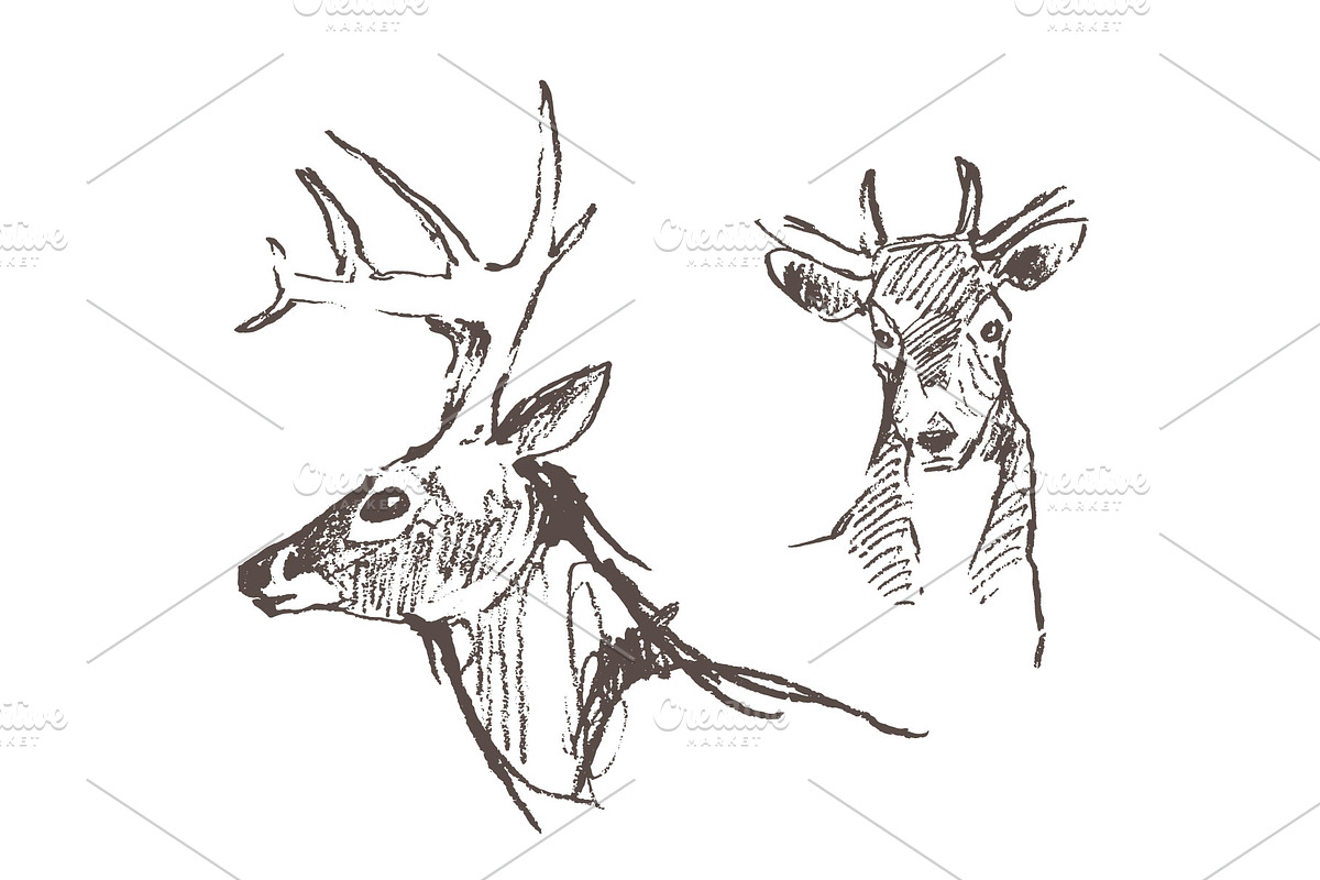 Hand drawn collection of deer, an Animal Illustration by TheMountBirdStudio (Photo 4 of 6)