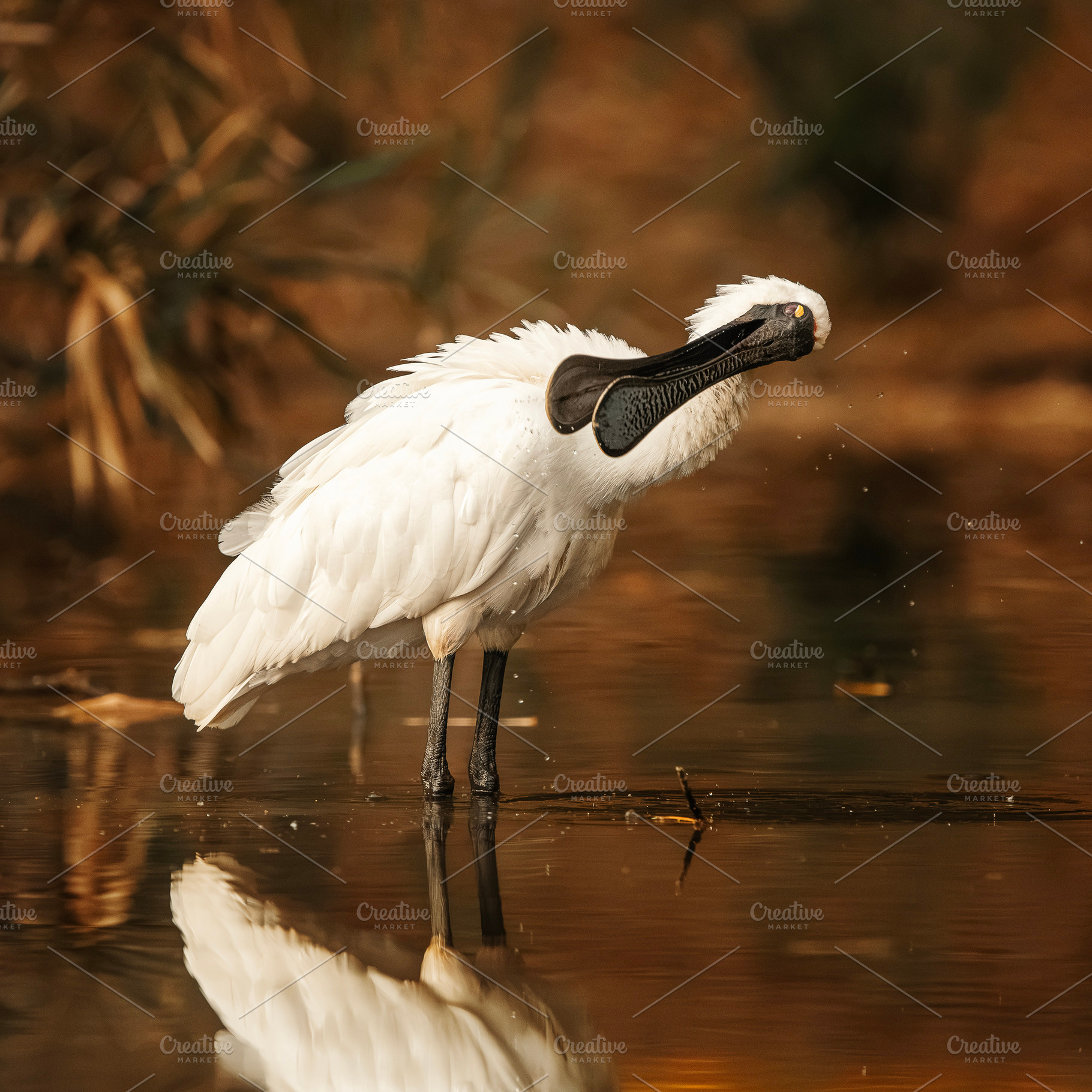 Royal Spoonbill, an Animal Photo by Rob D Animal Photography