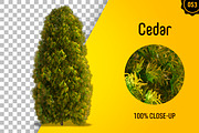 CUT OUT TREES - 60 PCS BUNDLE, a Packaging Mockup by 3DSTORE (Thumbnail 54 of 63)