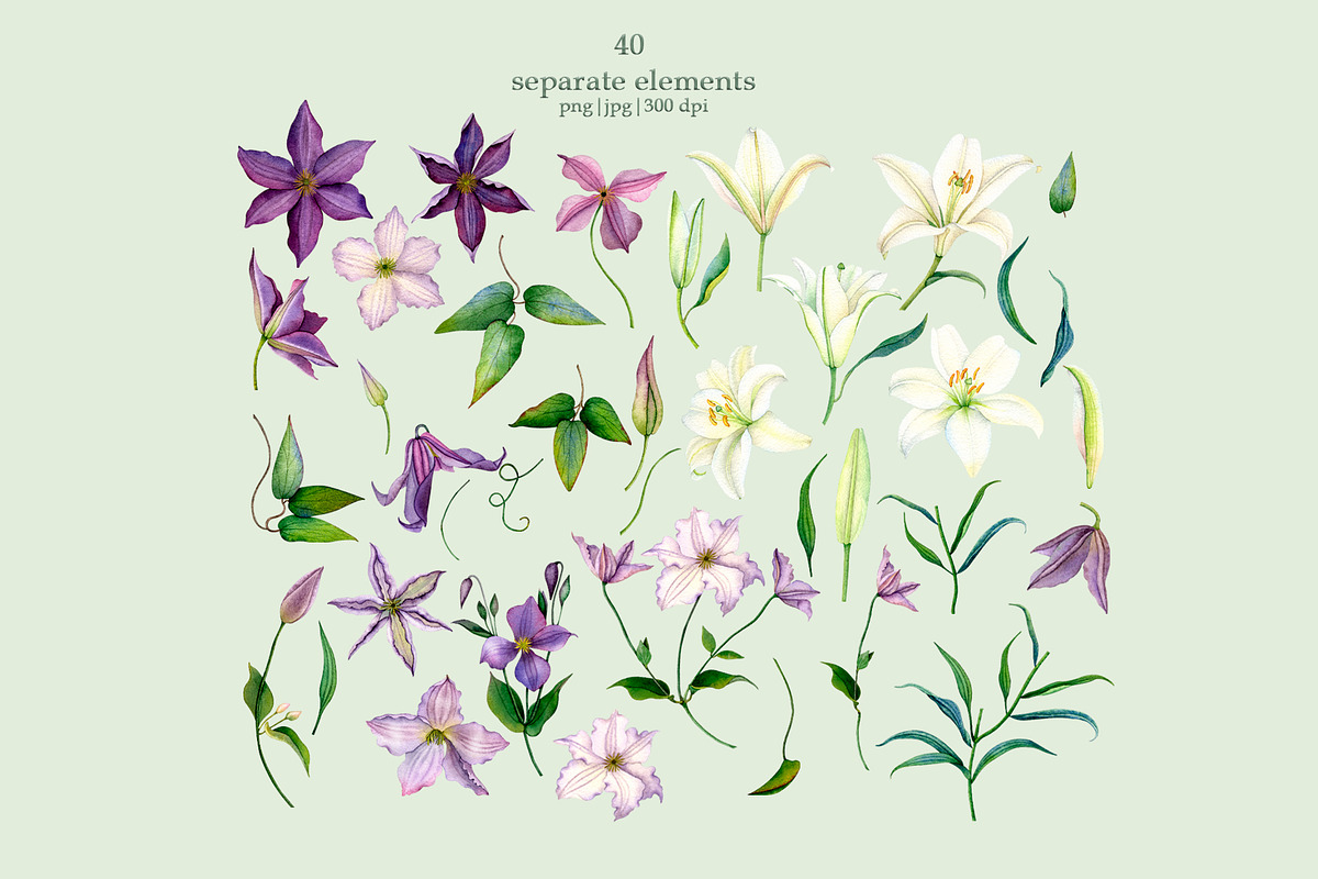 Lilies & Clematis Illustrations, an Illustration by SunnJaneArt (Photo 2 of 13)