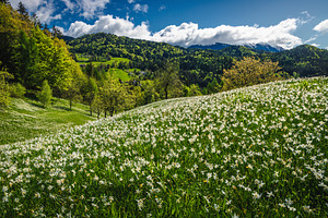 Abundance white daffodil flowers, a Nature Photo by Alpine Dreams