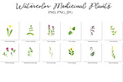 Watercolor Medicinal Plants, a Healthcare Illustration by cat_arch_angel (Thumbnail 6 of 7)