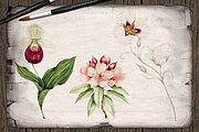 US State Flowers Part 4 Illustration, a Decorative Illustration by DioFlow (Thumbnail 3 of 4)