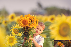 Sunflower Photo Overlays Backdrops