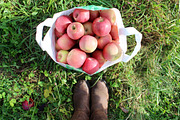 Fall Apple Picking - 10 Stock Photos, a Nature Photo by RIK Photography (Thumbnail 5 of 8)