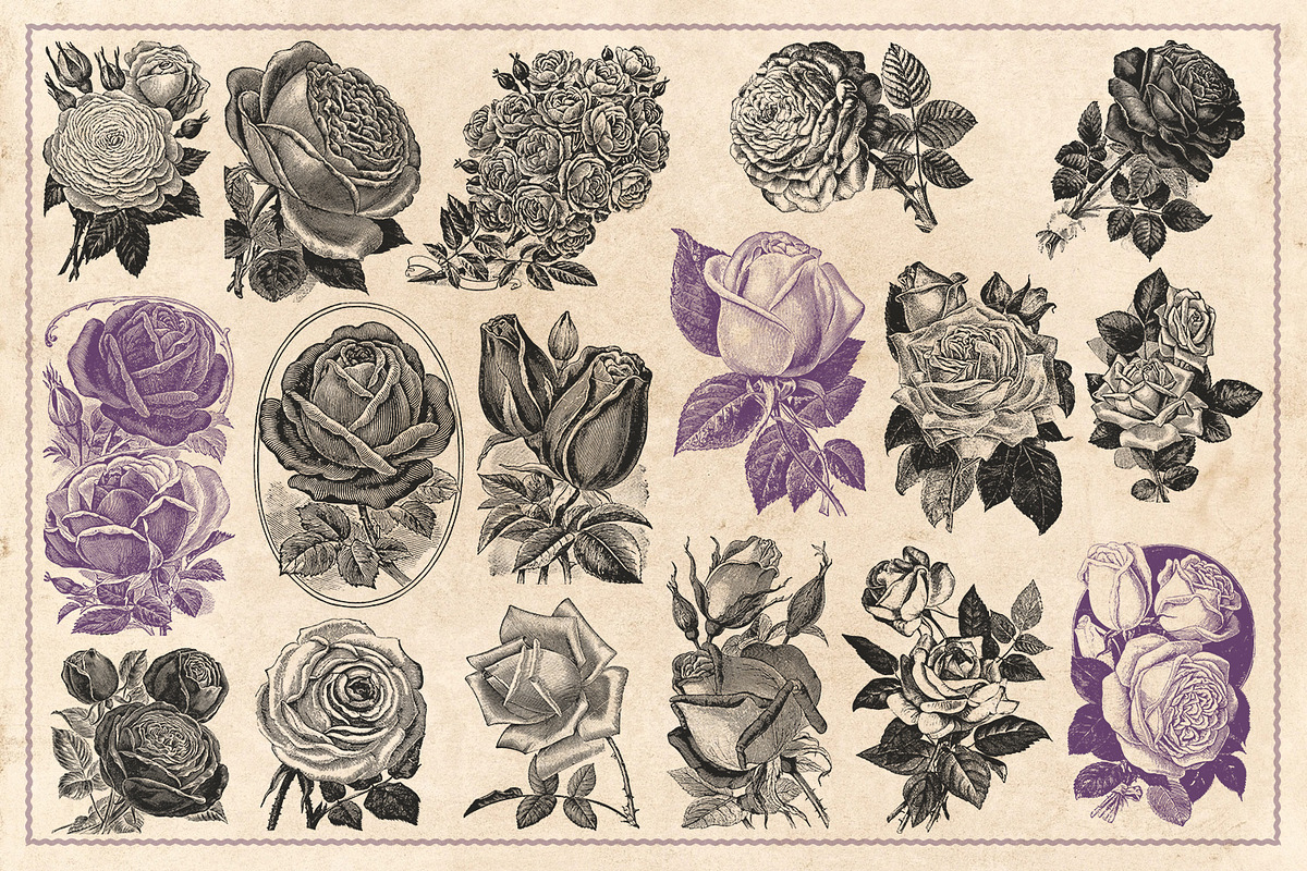70 Vintage Rose Illustrations, an Illustration by Brigantine Designs (Photo 7 of 7)